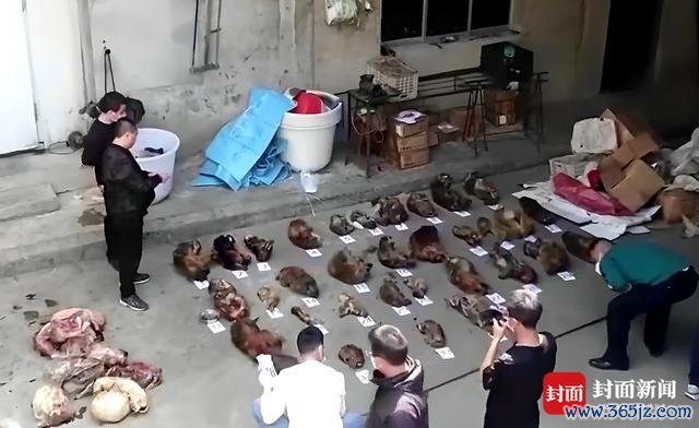 警方破野生猕猴变繁衍猕猴案 迫害多年罪人团伙