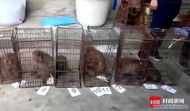 警方破野生猕猴变繁衍猕猴案 迫害多年罪人团伙