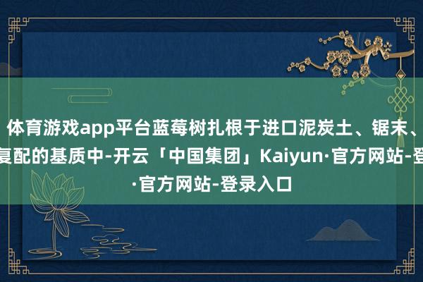 体育游戏app平台蓝莓树扎根于进口泥炭土、锯末、珍珠岩复配的基质中-开云「中国集团」Kaiyun·官方网站-登录入口